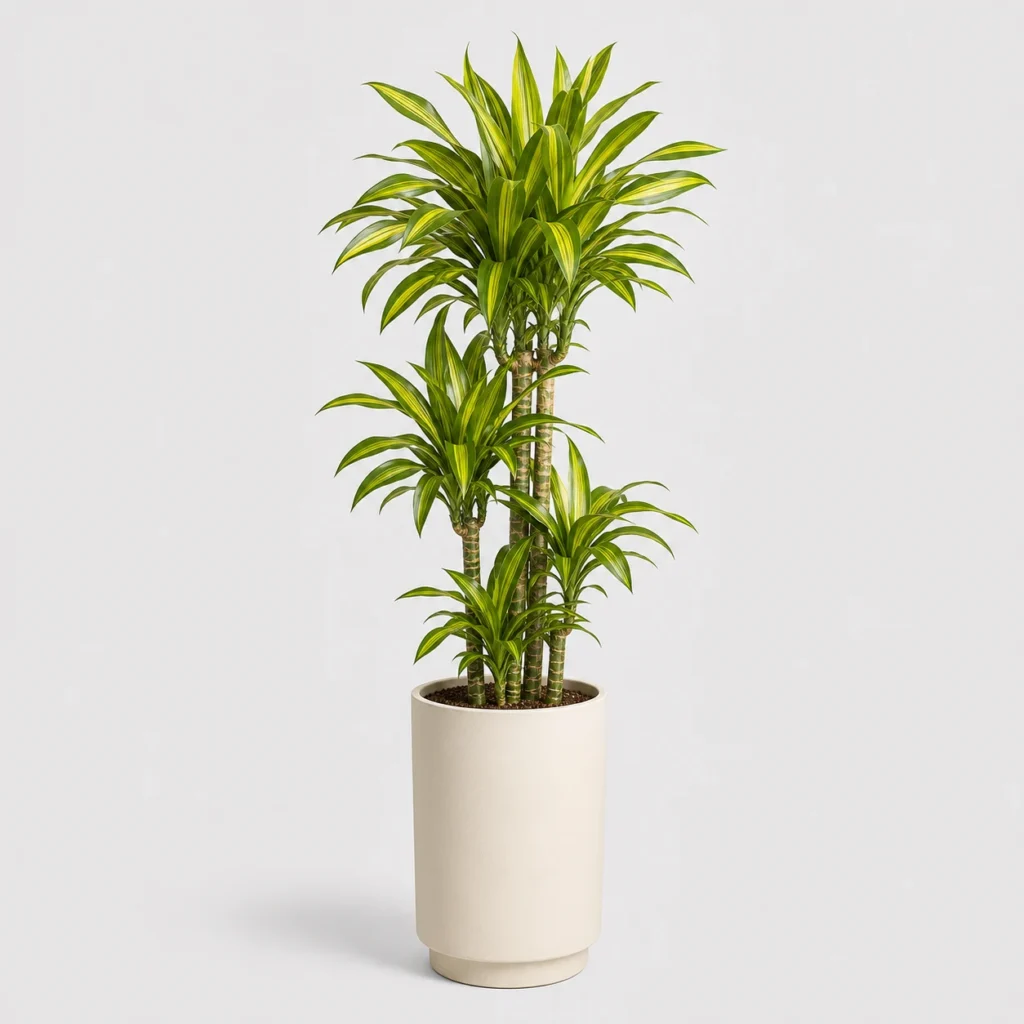 Lemon Lime Dracaena front view
