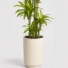 Lemon Lime Dracaena container detail