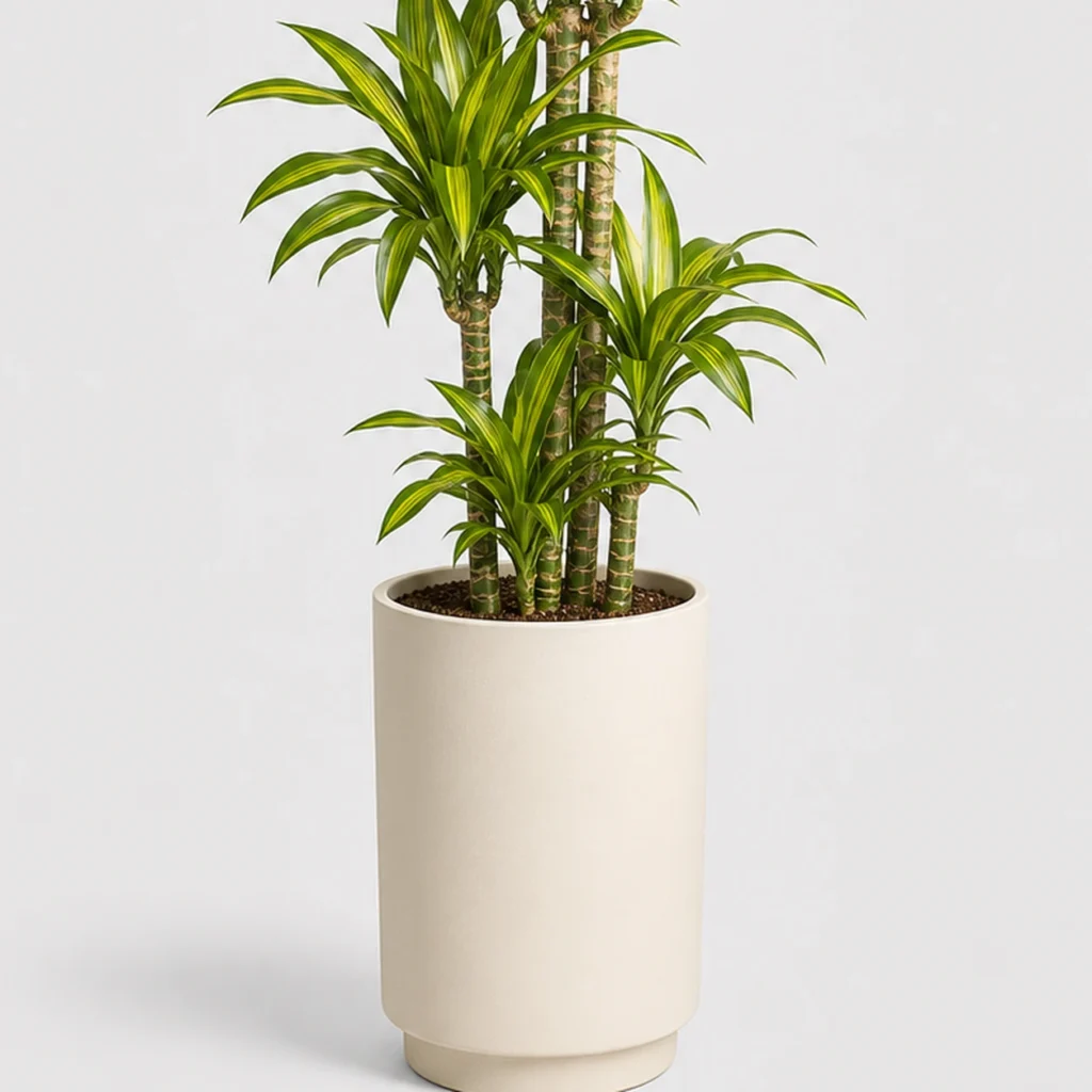 Lemon Lime Dracaena container detail