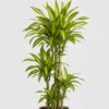 Lemon Lime Dracaena detail view