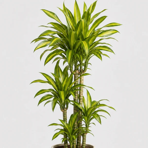 Lemon Lime Dracaena detail view