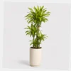 Lemon Lime Dracaena styled view