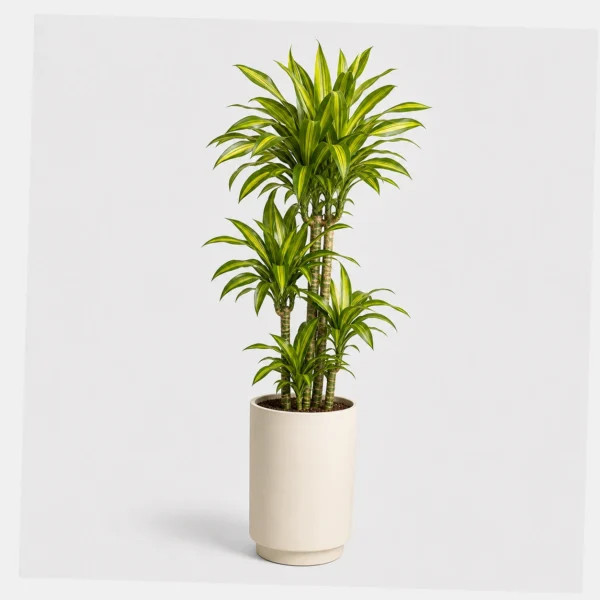 Lemon Lime Dracaena styled view