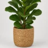 Lyra Fiddle Leaf Fig container detail