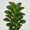 Lyra Fiddle Leaf Fig detail view