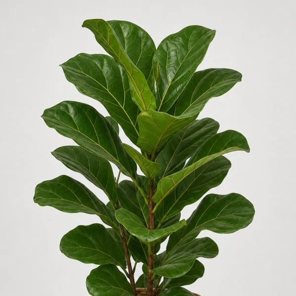 Lyra Fiddle Leaf Fig detail view