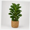 Lyra Fiddle Leaf Fig styled view