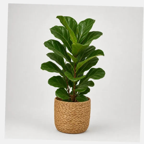 Lyra Fiddle Leaf Fig styled view