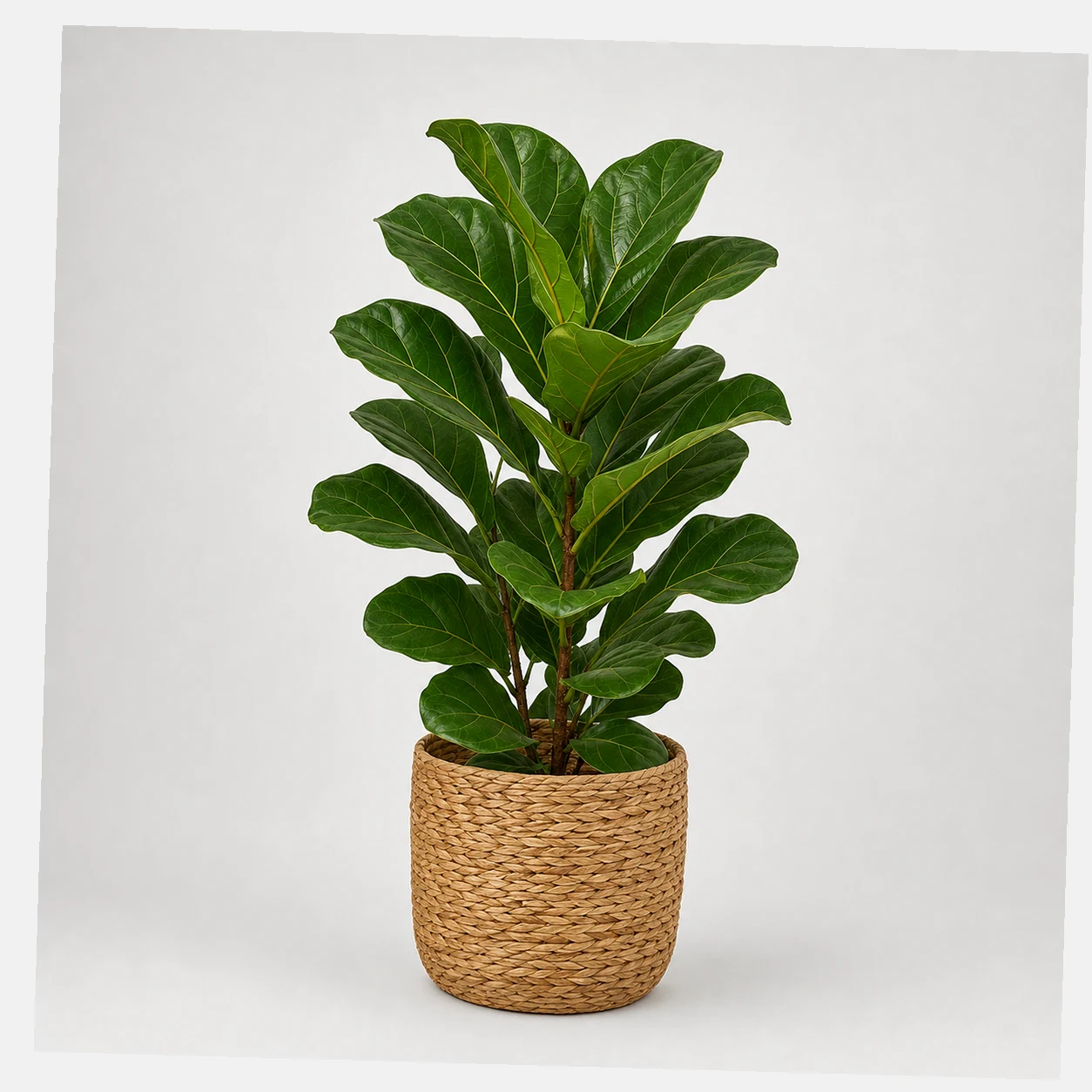 Lyra Fiddle Leaf Fig styled view