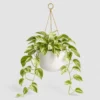 Marble Queen Pothos front view