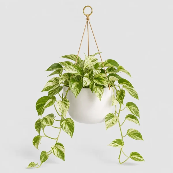 Marble Queen Pothos front view