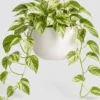 Marble Queen Pothos container detail