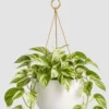 Marble Queen Pothos detail view