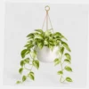 Marble Queen Pothos styled view