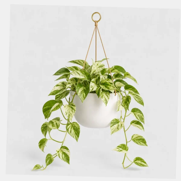 Marble Queen Pothos styled view
