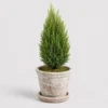 Mini Cypress Topiary front view