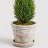 Mini Cypress Topiary container detail