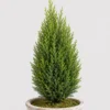 Mini Cypress Topiary detail view