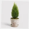 Mini Cypress Topiary styled view