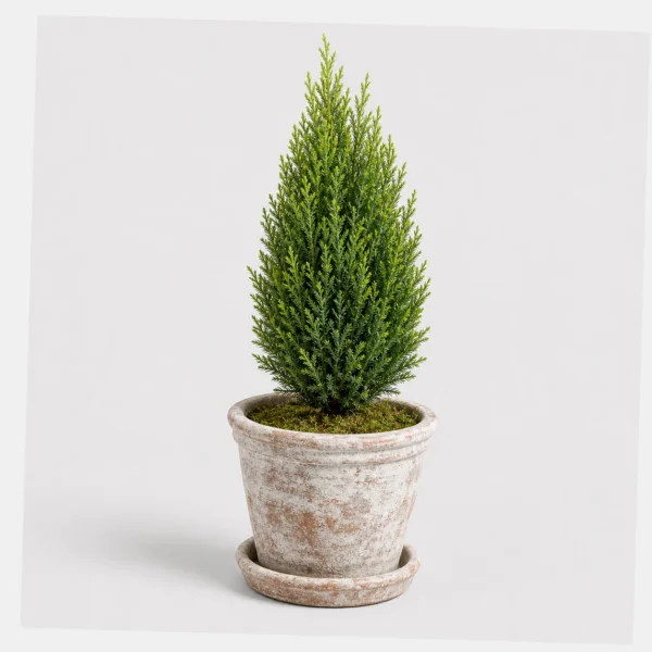 Mini Cypress Topiary styled view