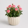 Mini Rose Pot front view