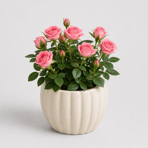 Mini Rose Pot front view