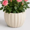 Mini Rose Pot container detail