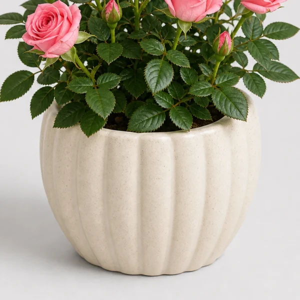 Mini Rose Pot container detail