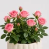 Mini Rose Pot detail view