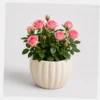 Mini Rose Pot styled view