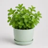 Mint Kitchen Pot front view