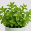Mint Kitchen Pot detail view