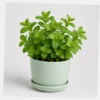Mint Kitchen Pot styled view
