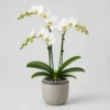 Moth Orchid front view