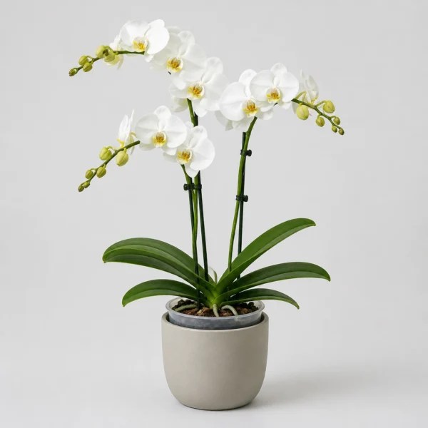 Moth Orchid front view