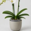 Moth Orchid container detail