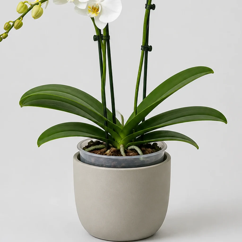 Moth Orchid container detail