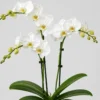 Moth Orchid detail view