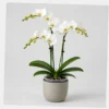 Moth Orchid styled view