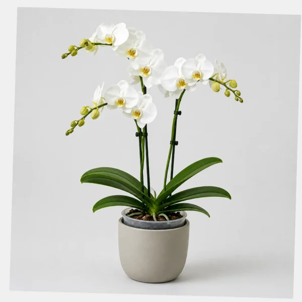 Moth Orchid styled view
