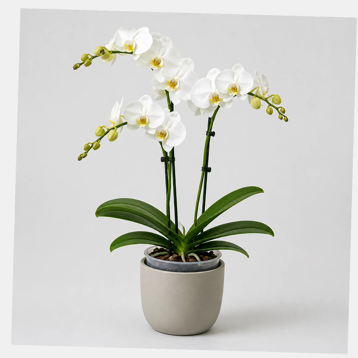 Moth Orchid styled view