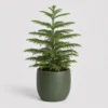 Norfolk Pine Tabletop front view