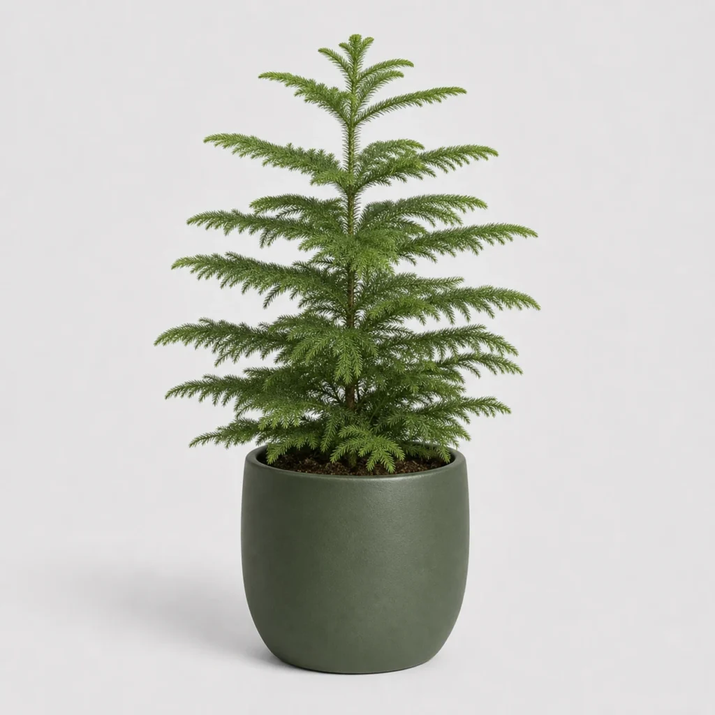 Norfolk Pine Tabletop front view