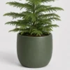 Norfolk Pine Tabletop container detail