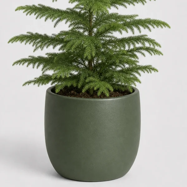 Norfolk Pine Tabletop container detail