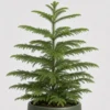 Norfolk Pine Tabletop detail view