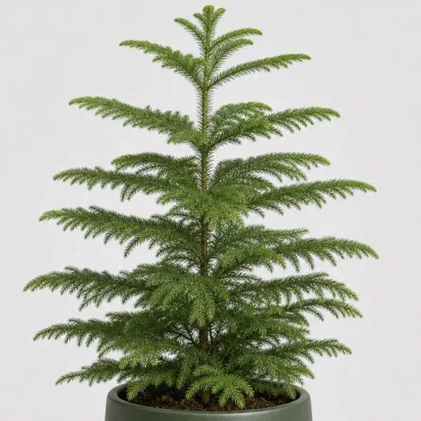 Norfolk Pine Tabletop detail view