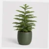 Norfolk Pine Tabletop styled view