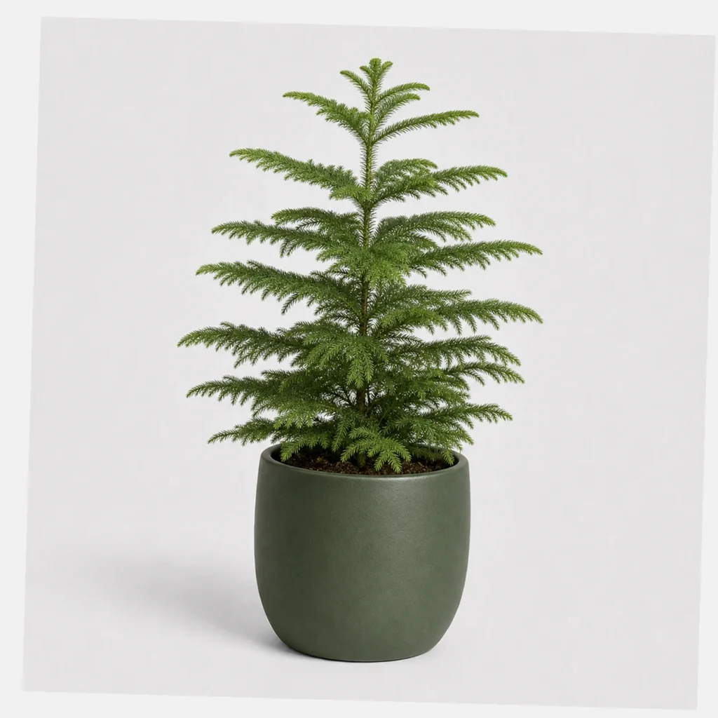 Norfolk Pine Tabletop styled view