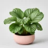 Orbifolia Calathea front view